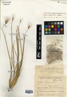 Hordeum comosum J. Presl [family POACEAE]