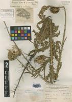 Carduus thoermeri Weinm. [family ASTERACEAE]