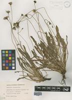 Leontodon taraxacoides (Vill.) Mérat [family ASTERACEAE]