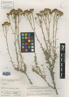 Senecio patagonicus Hook. & Arn. [family ASTERACEAE]