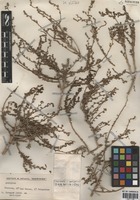 Atriplex boecheri Aellen [family CHENOPODIACEAE]