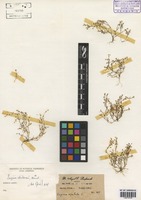 Sagina apetala Ard. [family CARYOPHYLLACEAE]