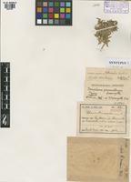 Syntype of Gomphrena paramillensis Suess. [family AMARANTHACEAE]
