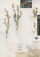 Isotype of Chenopodium papulosum Moq. var. hastatum Kurtz [family CHENOPODIACEAE]