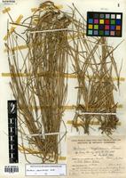 Hordeum stenostachys Godr. [family POACEAE]