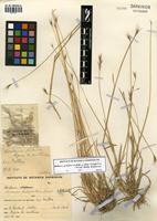 Hordeum pubiflorum Hook. f. subsp. halophilum (Griseb.) Baden & Bothmer [family POACEAE]