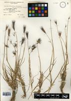 Hordeum pubiflorum Hook. f. subsp. halophilum (Griseb.) Baden & Bothmer [family POACEAE]
