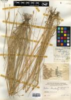 Hordeum stenostachys Godr. [family POACEAE]