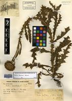 Carduus thoermeri Weinm. [family ASTERACEAE]