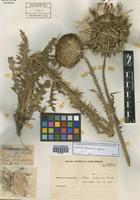 Carduus thoermeri Weinm. [family ASTERACEAE]