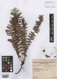 Blechnum australe L. subsp. auriculatum (Cav.) de la Sota [family BLECHNACEAE]