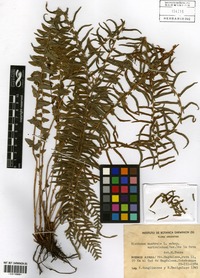 Blechnum australe L. subsp. auriculatum (Cav.) de la Sota [family BLECHNACEAE]