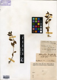 Alternanthera reineckii Briq. [family AMARANTHACEAE]