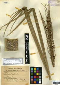Butia paraguayensis (Barb. Rodr.) L.H. Bailey [family ARECACEAE]