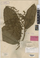 Isotype of Melanochyla elmeri Merr. [family ANACARDIACEAE]