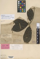 Isolectotype of Nauclea purpurascens Korth. var. parviflora Koord. & Valeton [family RUBIACEAE]