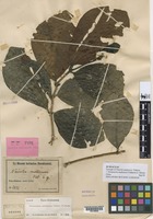 Syntype of Nauclea maluensis Valeton [family RUBIACEAE]