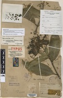 Lectotype of Ixora multibracteata H. Pearson ex King & Gamble [family RUBIACEAE]