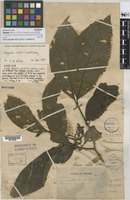 Isotype of Randia incurva Ridl. [family RUBIACEAE]
