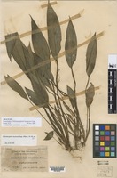 Isoneotype of Schismatoglottis luzonensis Engl. [family ARACEAE]
