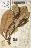 Isotype of Mangifera pajang Kosterm. [family ANACARDIACEAE]