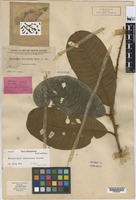 Isotype of Melanochyla ferruginea Merr. [family ANACARDIACEAE]
