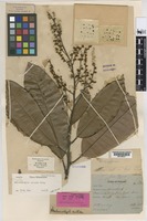 Syntype of Melanochyla nitida King [family ANACARDIACEAE]