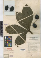 Isotype of Terminalia whitmorei Coode [family COMBRETACEAE]