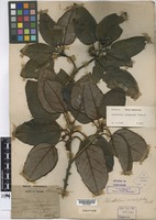 Syntype of Rhodoleia ovalifolia Ridl. [family HAMAMELIDACEAE]
