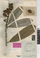 Isotype of Melanochyla bullata Ding Hou [family ANACARDIACEAE]