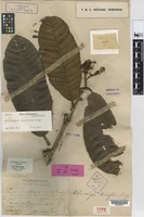 Isotype of Melanochyla densiflora King [family ANACARDIACEAE]