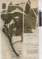 Isotype of Canarium kostermansii Leenh. [family BURSERACEAE]