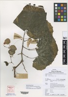 Isotype of Begonia melikopia Kiew [family BEGONIACEAE]