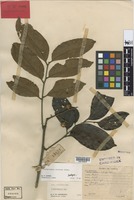 Isotype of Cnesmocarpon montana Adema [family SAPINDACEAE]
