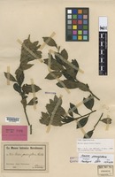Isotype of Guioa pauciflora Radlk. [family SAPINDACEAE]