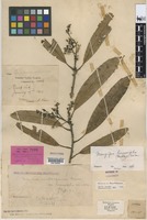 Holotype of Mangifera camptosperma Pierre var. linearifolia Mukh. [family ANACARDIACEAE]
