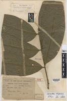 Isotype of Lepisanthes hirta Ridl. [family SAPINDACEAE]