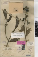 Syntype of Melanochyla bracteata King [family ANACARDIACEAE]