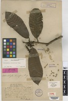 Isotype of Melanochyla densiflora King [family ANACARDIACEAE]