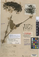 Holotype of Ixora montana Ridl. [family RUBIACEAE]