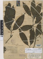 Isolectotype of Randia densiflora (Wall.) Benth. var. parvifolia King & Gamble [family RUBIACEAE]