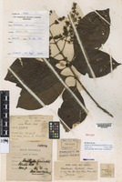 Isotype of Wendlandia burkillii Cowan [family RUBIACEAE]