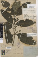 Holotype of Randia incurva Ridl. [family RUBIACEAE]