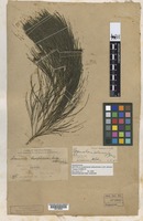 Isotype of Ceuthostoma palawanense L.A.S. Johnson [family CASUARINACEAE]