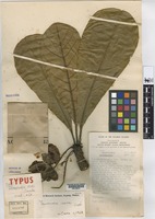 Isotype of Terminalia rerei Coode [family COMBRETACEAE]