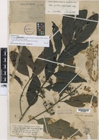 Lectotype of Randia densiflora (Wall.) Benth. var. parvifolia King & Gamble [family RUBIACEAE]