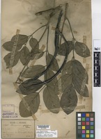 Syntype of Stereospermum cylindricum Pierre & Dop [family BIGNONIACEAE]