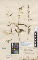 Isolectotype of Pseuderanthemum grandiflorum (Benth.) Domin var. longiflorum Domin [family ACANTHACEAE]