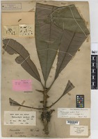 Lectotype of Melanochyla axillaris Ridl. [family ANACARDIACEAE]