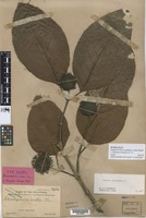 Isotype of Sarcocephalus ovatus Elmer [family RUBIACEAE]